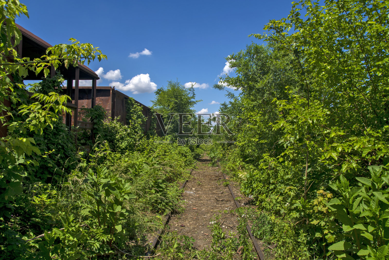 铁轨在灌木丛中照片摄影图片