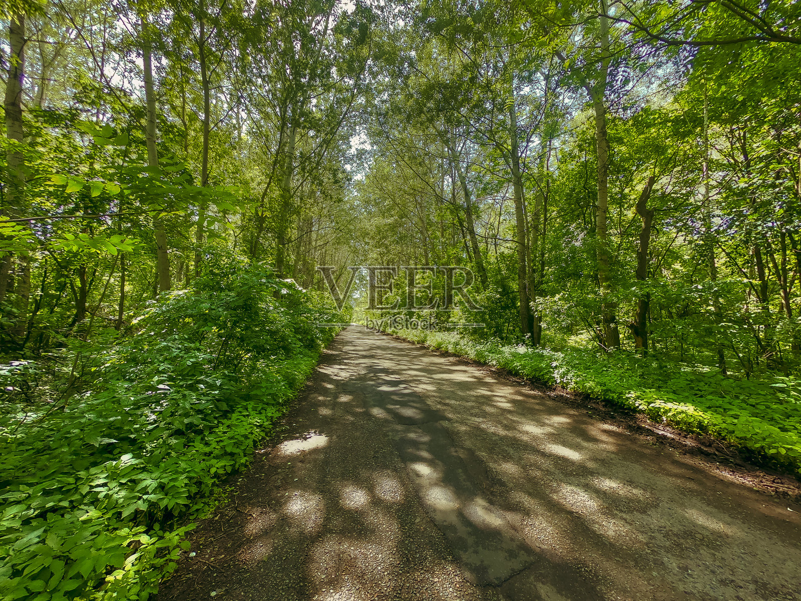 高速公路。长满树木的道路照片摄影图片