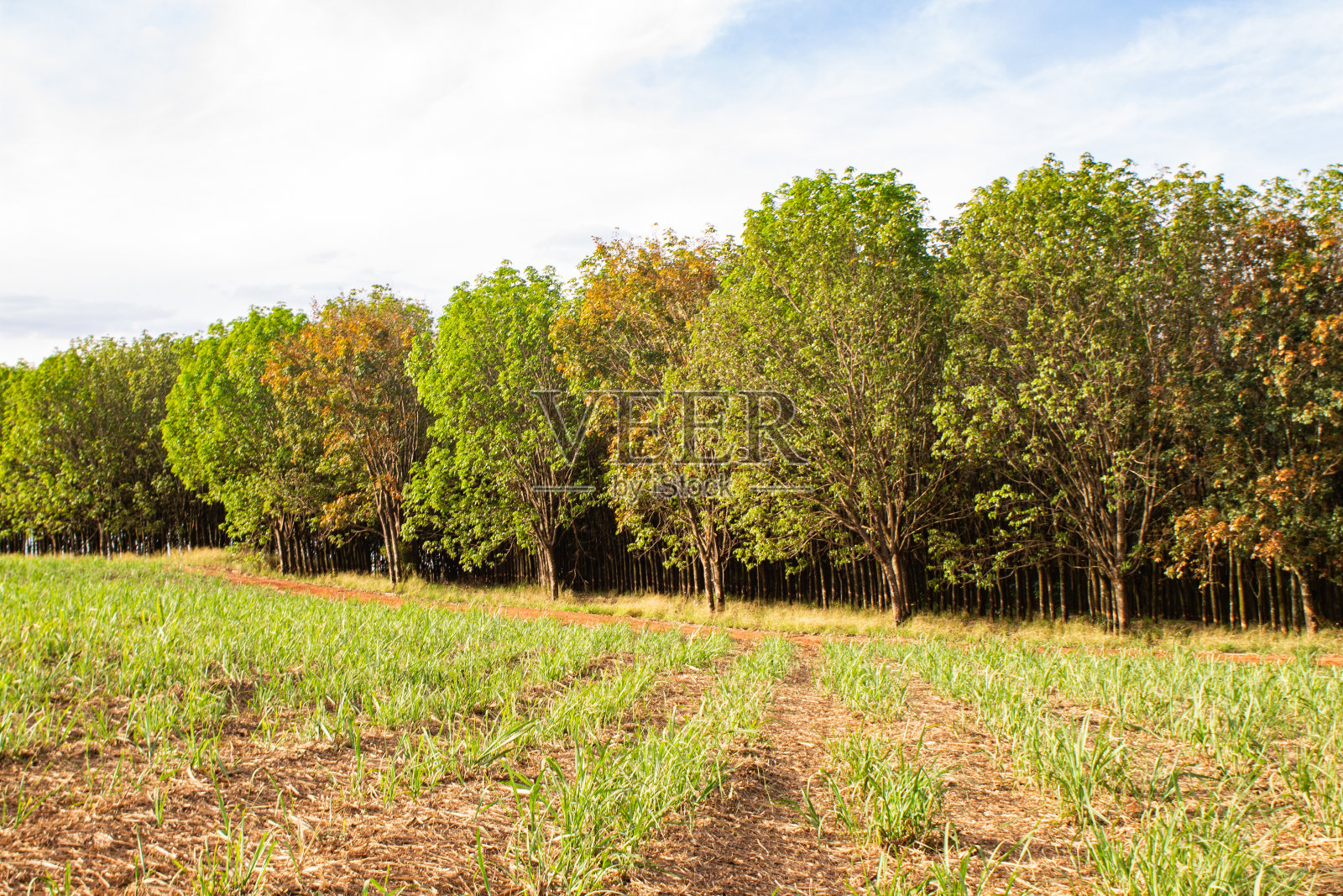 巴西内陆的橡胶种植园，用于生产乳胶照片摄影图片