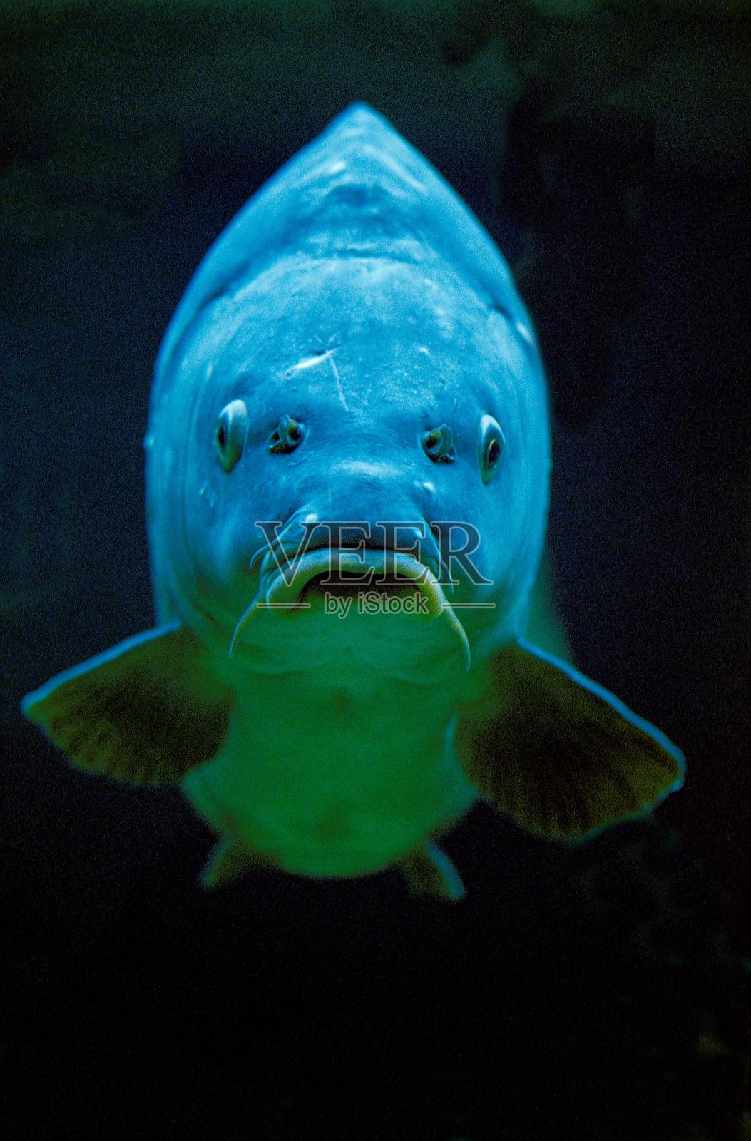 鲤鱼，鲤照片摄影图片