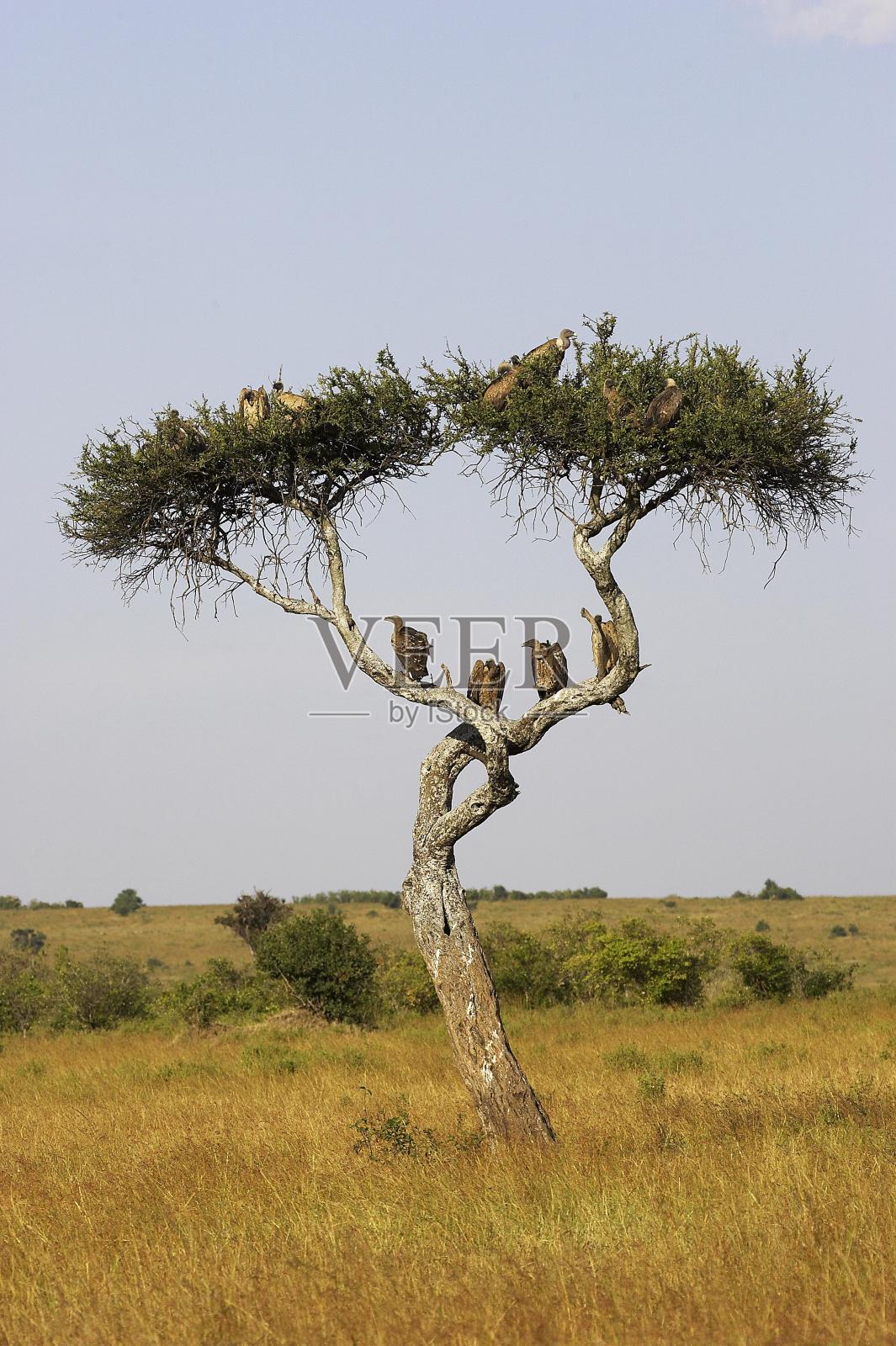 非洲白背秃鹫，非洲吉普赛人，站在树上的团体，马赛马拉公园，肯尼亚照片摄影图片