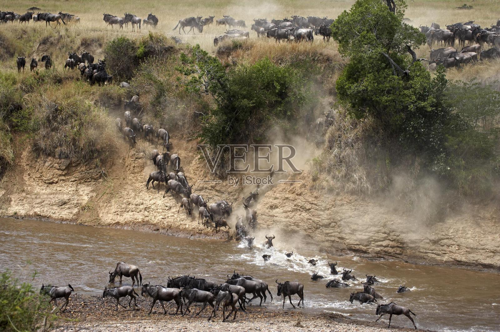 肯尼亚马赛马拉公园，蓝角马，牛羚，迁徙期间穿过马拉河照片摄影图片