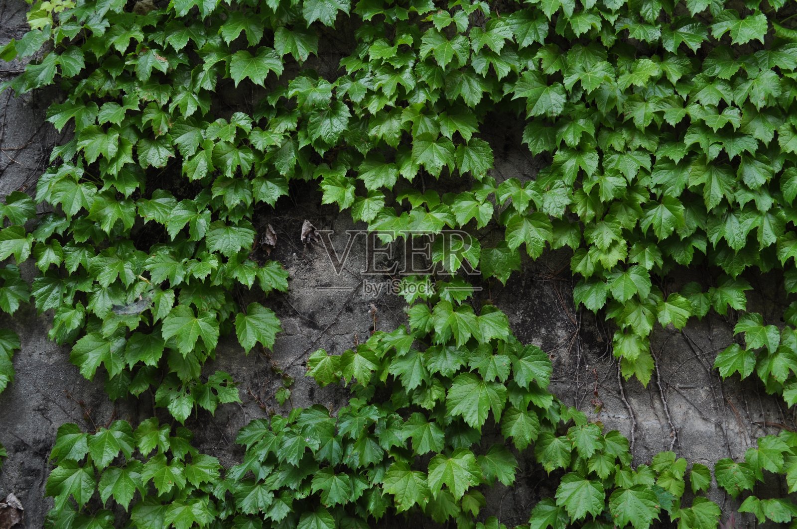 常春藤(2019。首尔。韩国)照片摄影图片