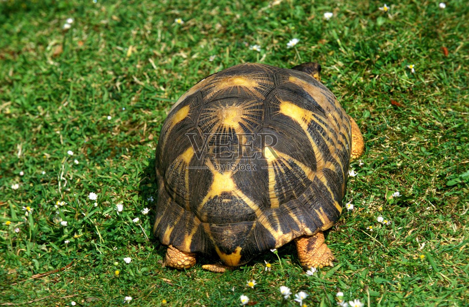 马达加斯加辐射龟，地龟照片摄影图片