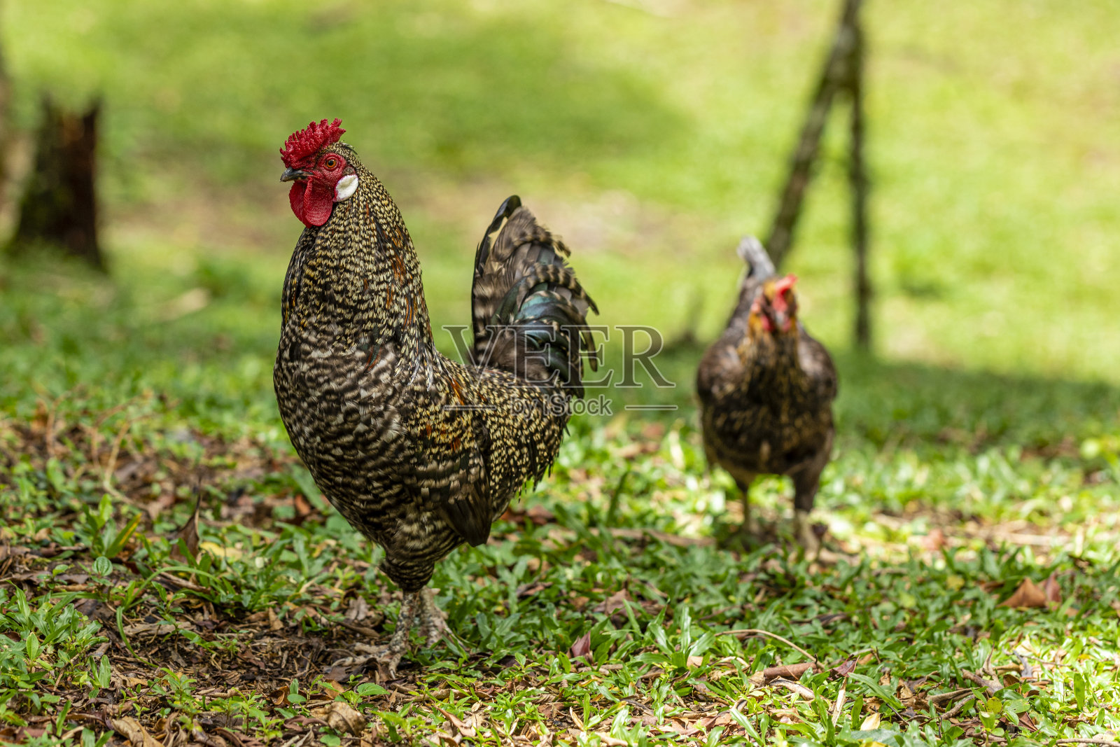 传统家禽养殖场的放养鸡照片摄影图片