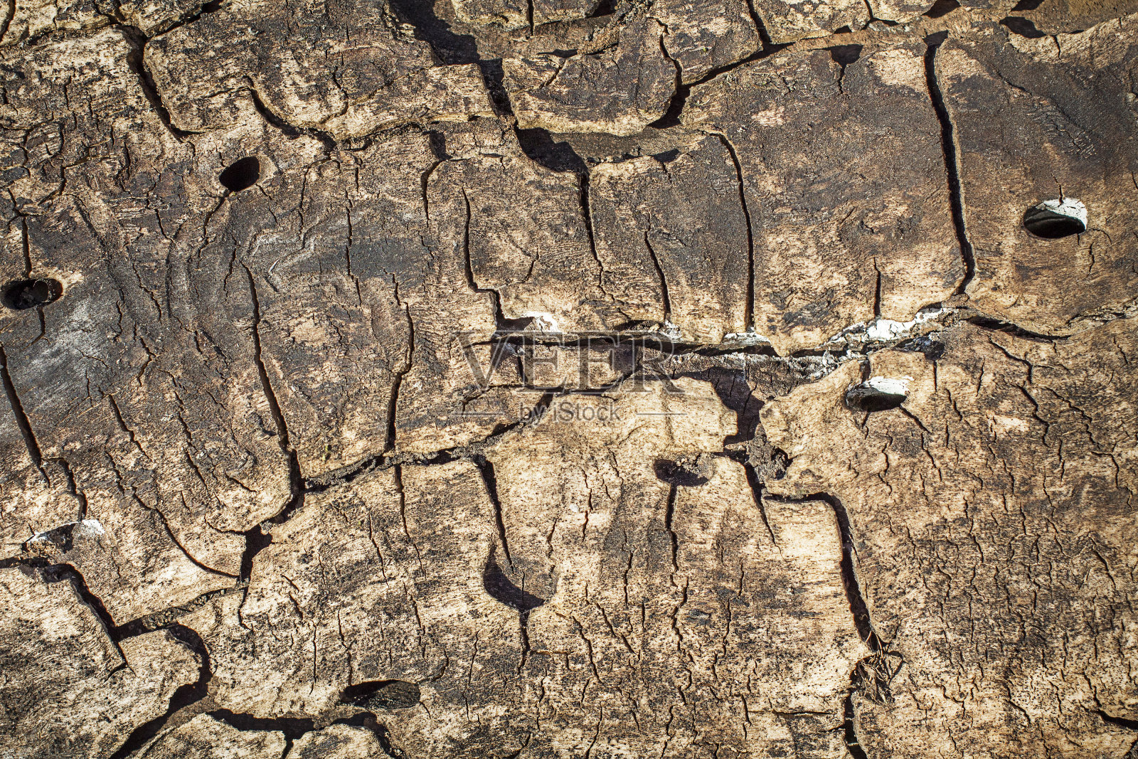树皮的纹理。照片摄影图片