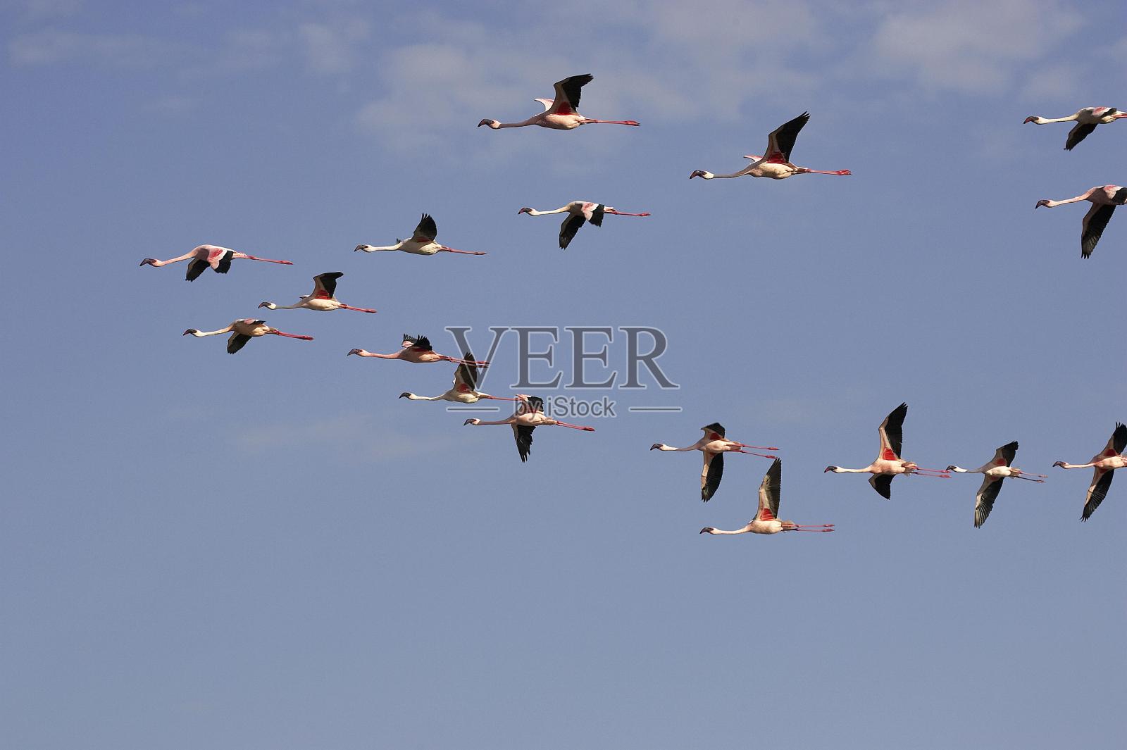 小火烈鸟，小腓凤蝶，飞行殖民地，纳库鲁湖在肯尼亚照片摄影图片