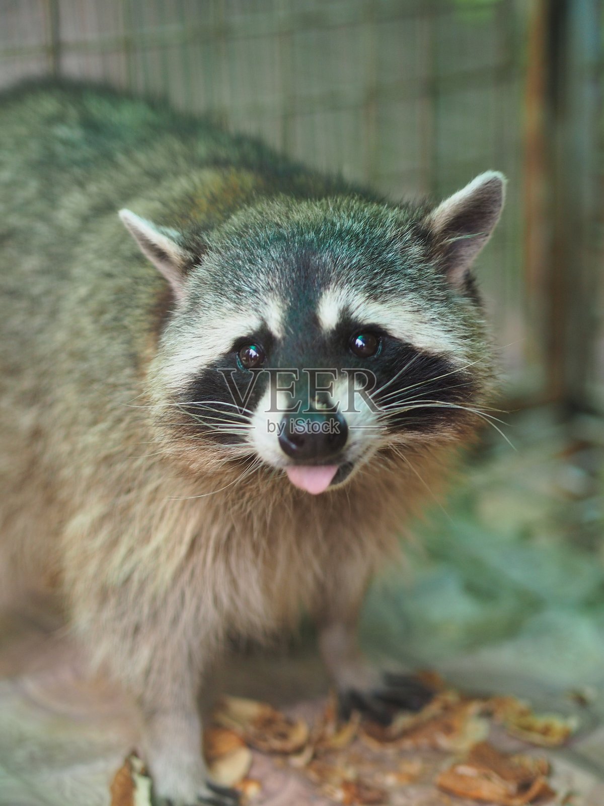 小浣熊照片摄影图片