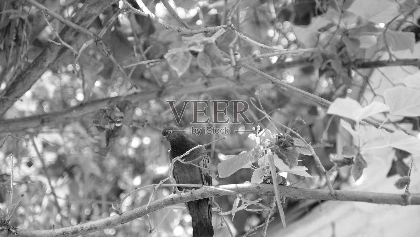 鸽子在城市街道上照片摄影图片