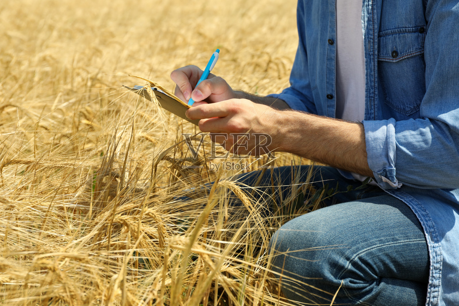 拿着剪贴板的年轻人在麦田里。农业业务。农业照片摄影图片