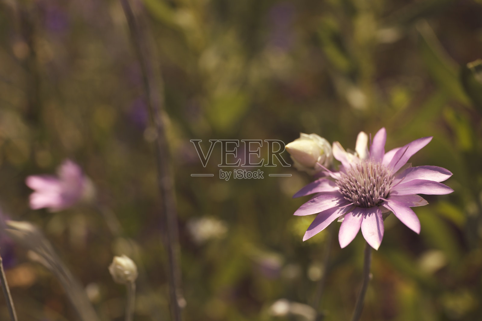 神奇的野花。美丽的夏天。夏天自然照片摄影图片