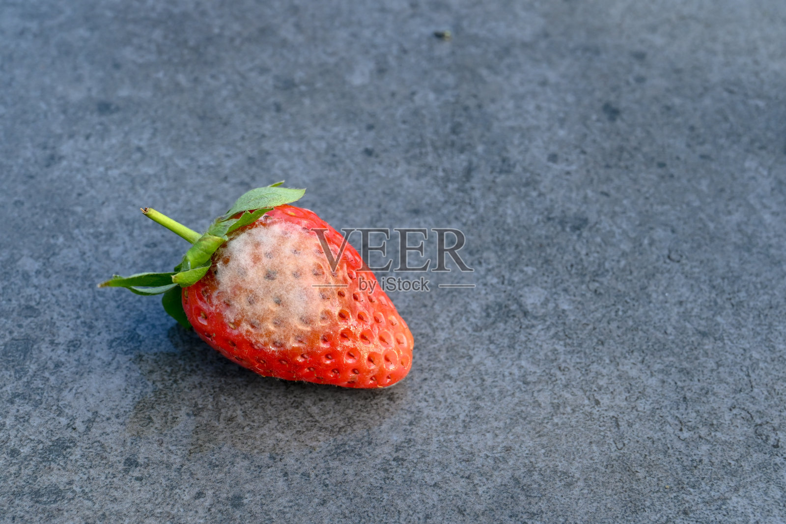 单一草莓与霉菌表面孤立在一个简单的背景。版权空间。照片摄影图片
