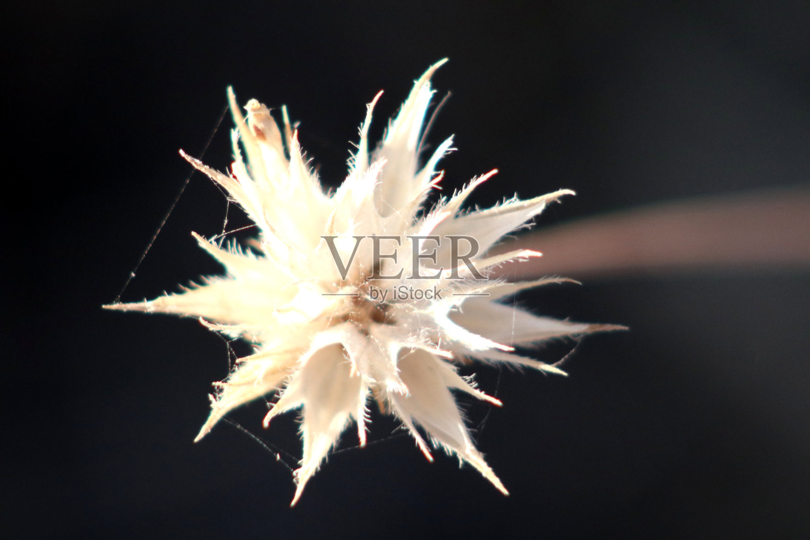 干枯的爱琴海之花照片摄影图片