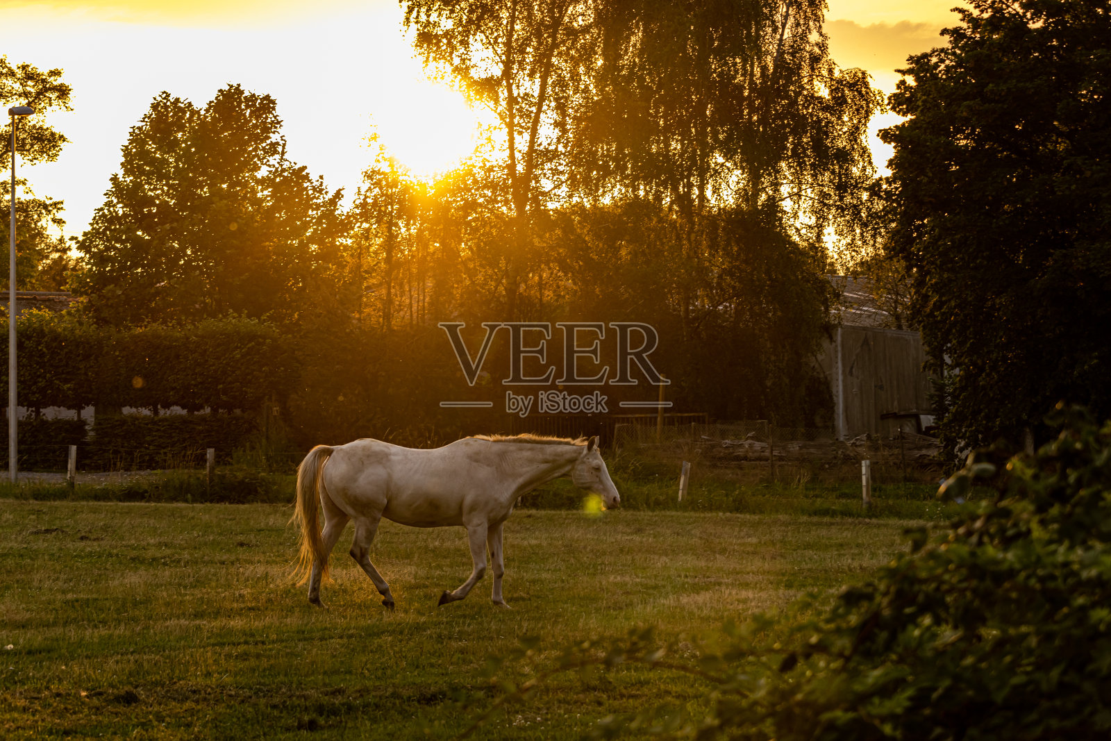 金色时光里草地上的一匹白马照片摄影图片