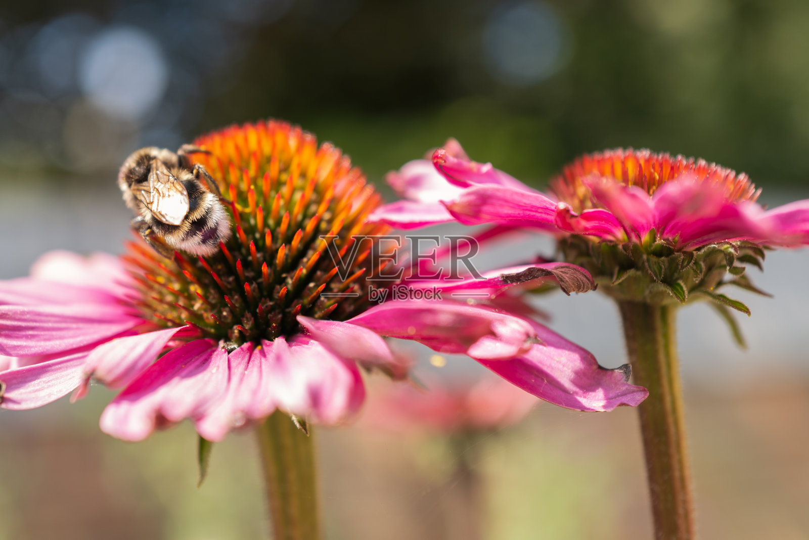 一只淡黄色尾巴的大黄蜂在粉红色的紫锥花上。照片摄影图片