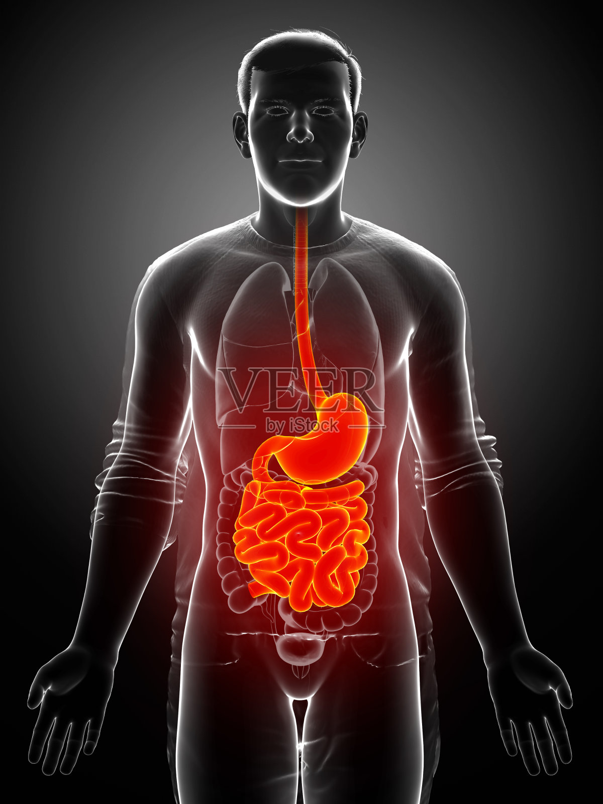3d渲染，医学上准确的男性胃和小肠的插图照片摄影图片