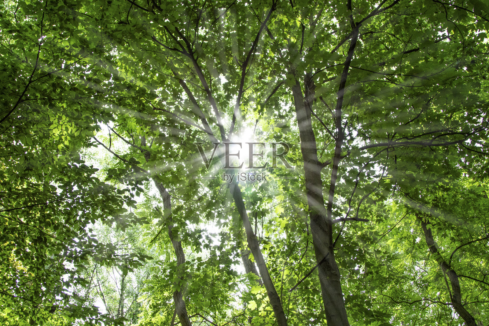 在森林里看树叶对着太阳，阳光照片摄影图片