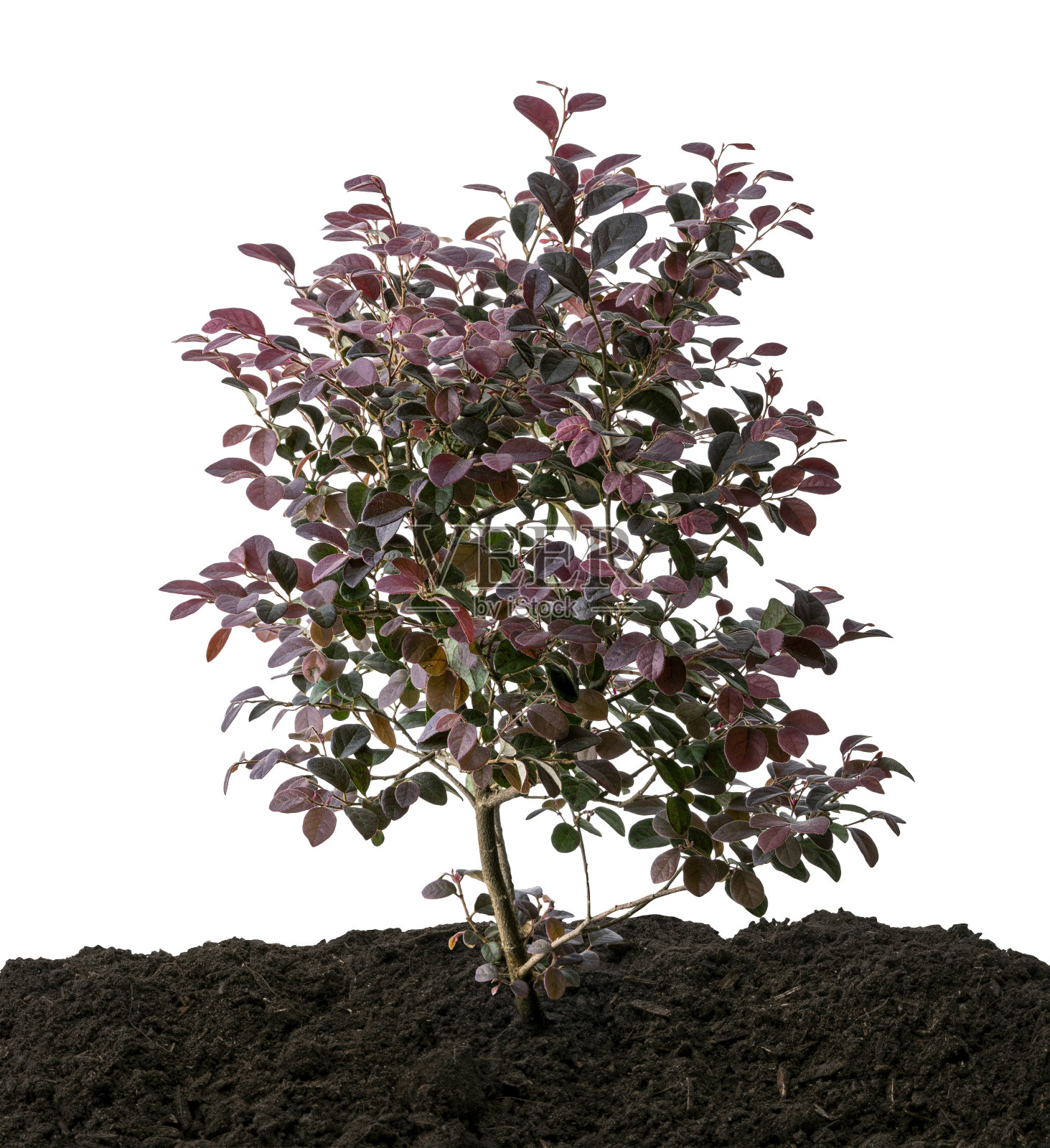 红瓣草属植物，中国穗花树，土壤地面孤立在白色背景上与修剪路径照片摄影图片