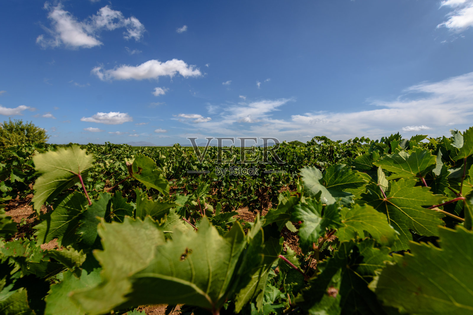葡萄园与葡萄藤与成熟的葡萄反对蓝天和云彩照片摄影图片