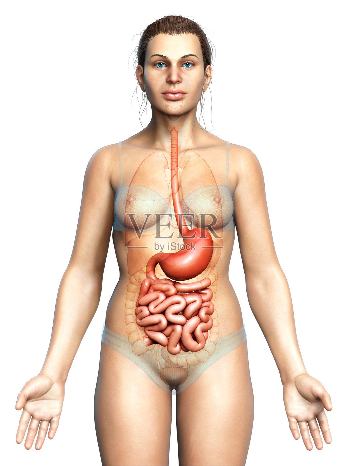 3d渲染，医学上准确的女性胃和小肠的插图照片摄影图片