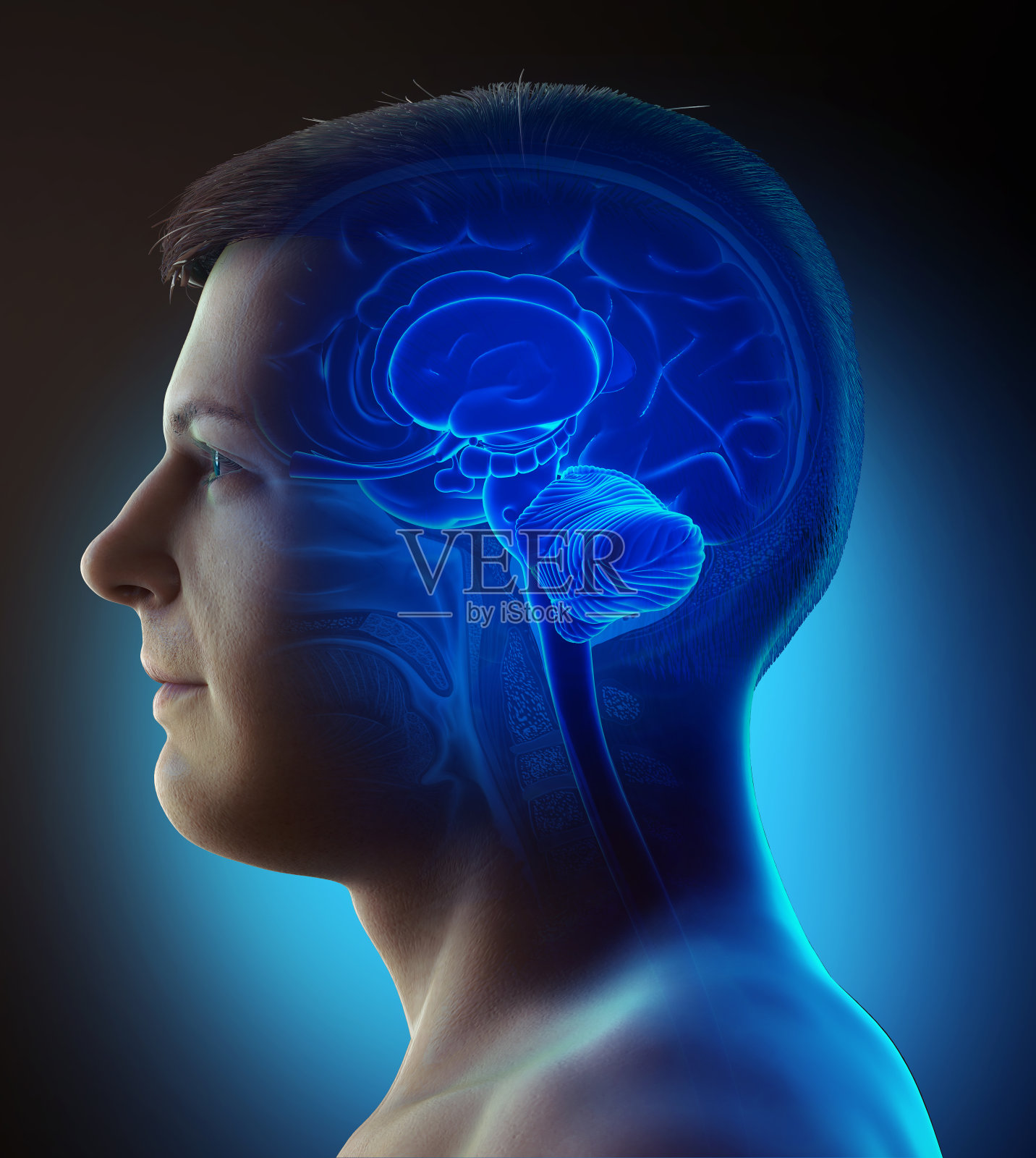 3d渲染医学上准确的男性大脑解剖图照片摄影图片