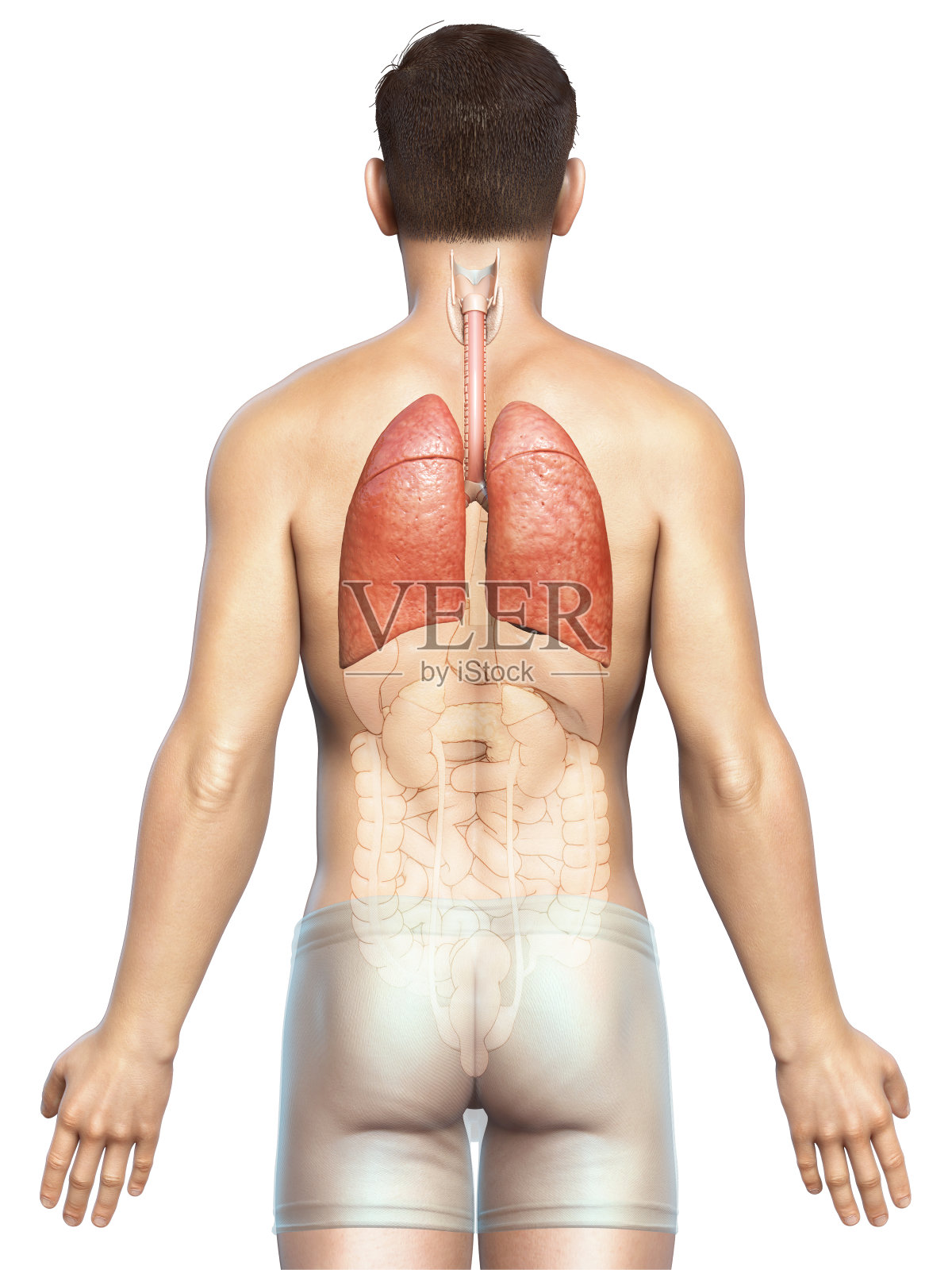 3d渲染，医学上准确的男性肺解剖的插图照片摄影图片