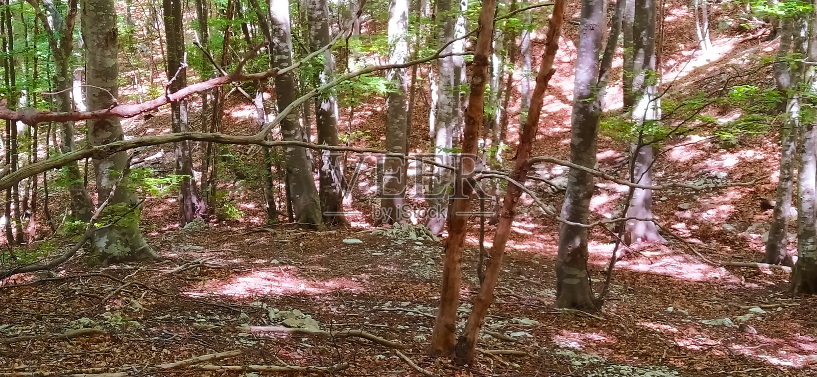 在自然界中，许多山毛榉树和干燥的褐色树叶的树木清理照片摄影图片