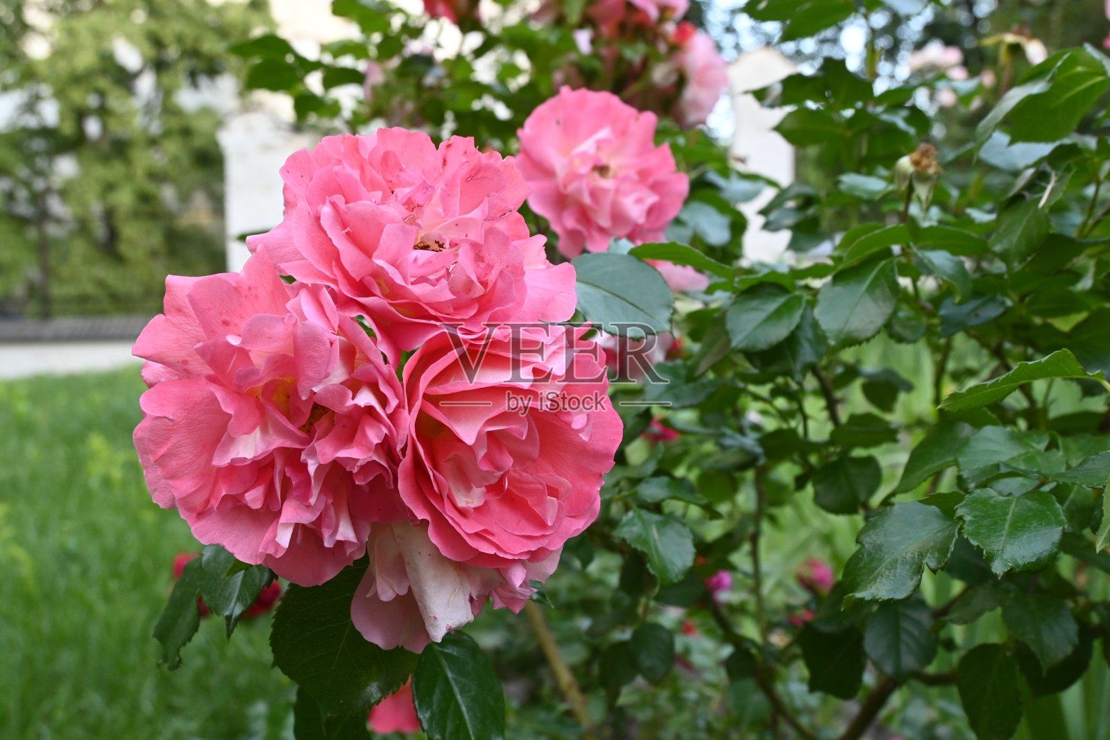 灌木上有粉红色的花照片摄影图片