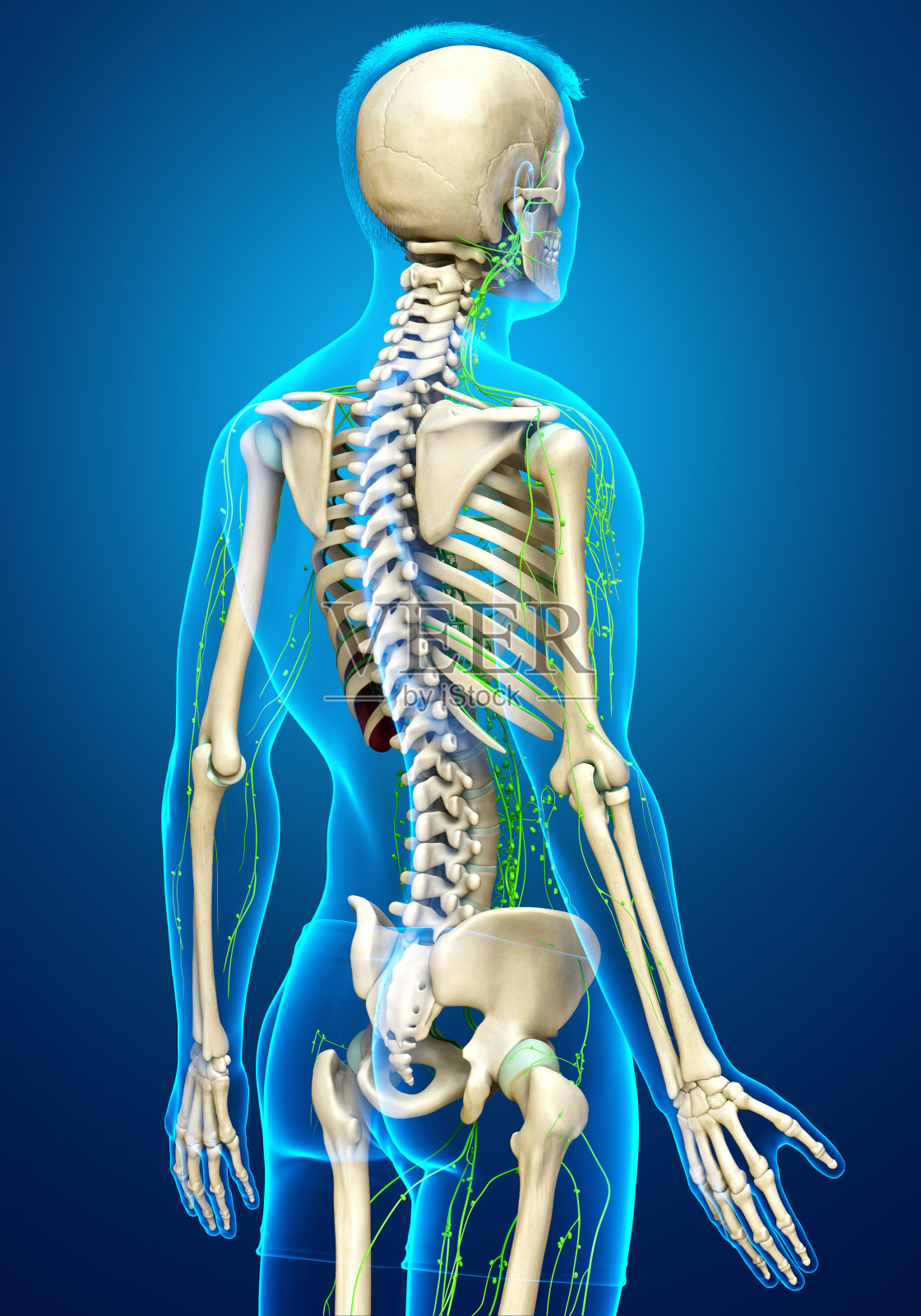 3d渲染医学上准确的男性淋巴系统的插图照片摄影图片