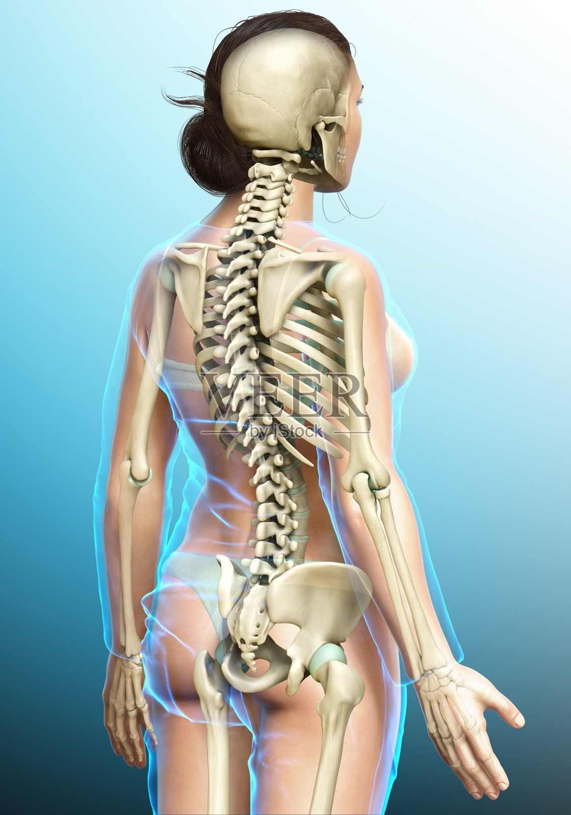 3d渲染，医学上准确的女性骨骼系统的插图照片摄影图片
