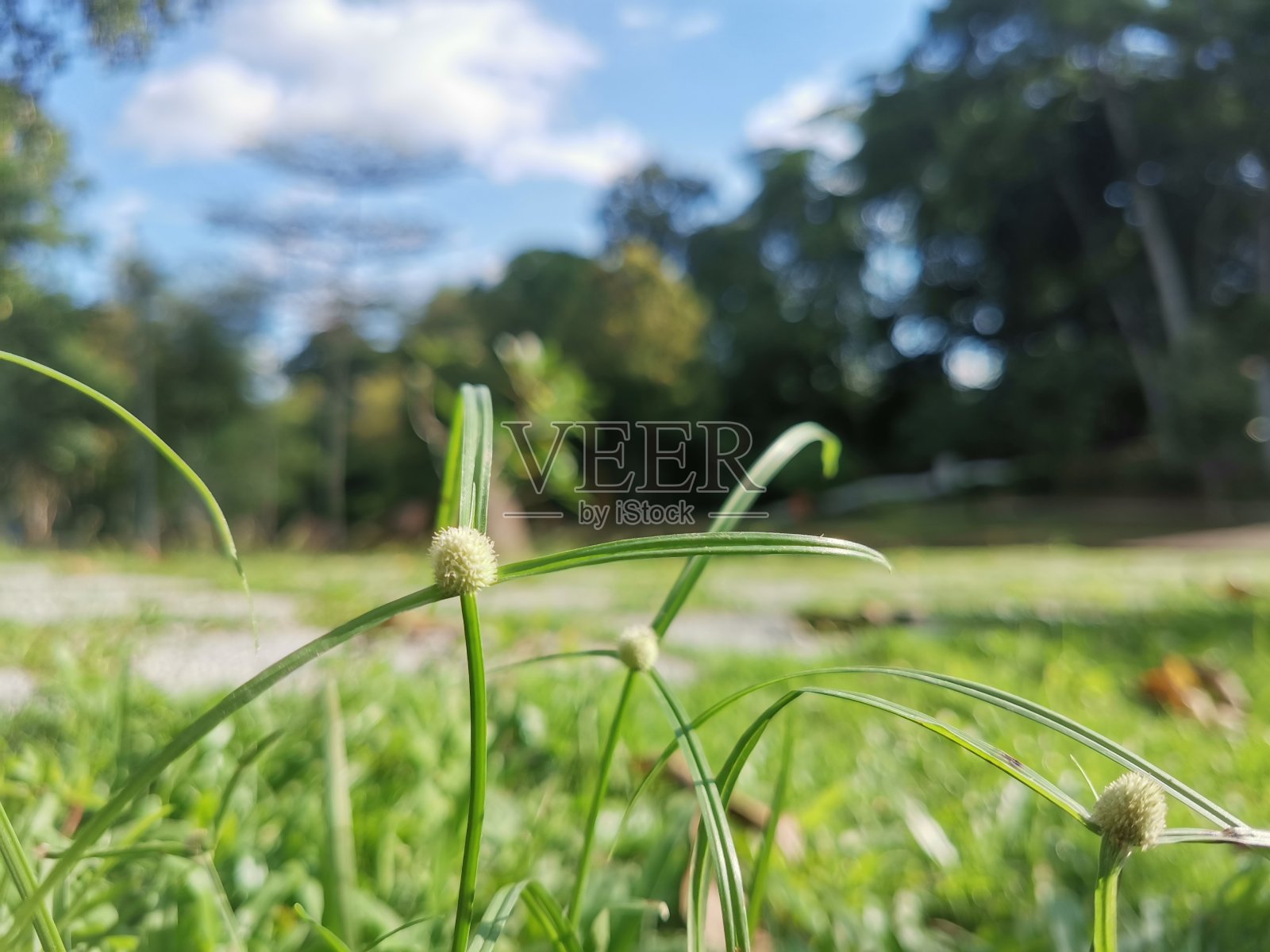 塞浦路斯布雷维福利德斯， 凯林加 · 格拉西利马照片摄影图片