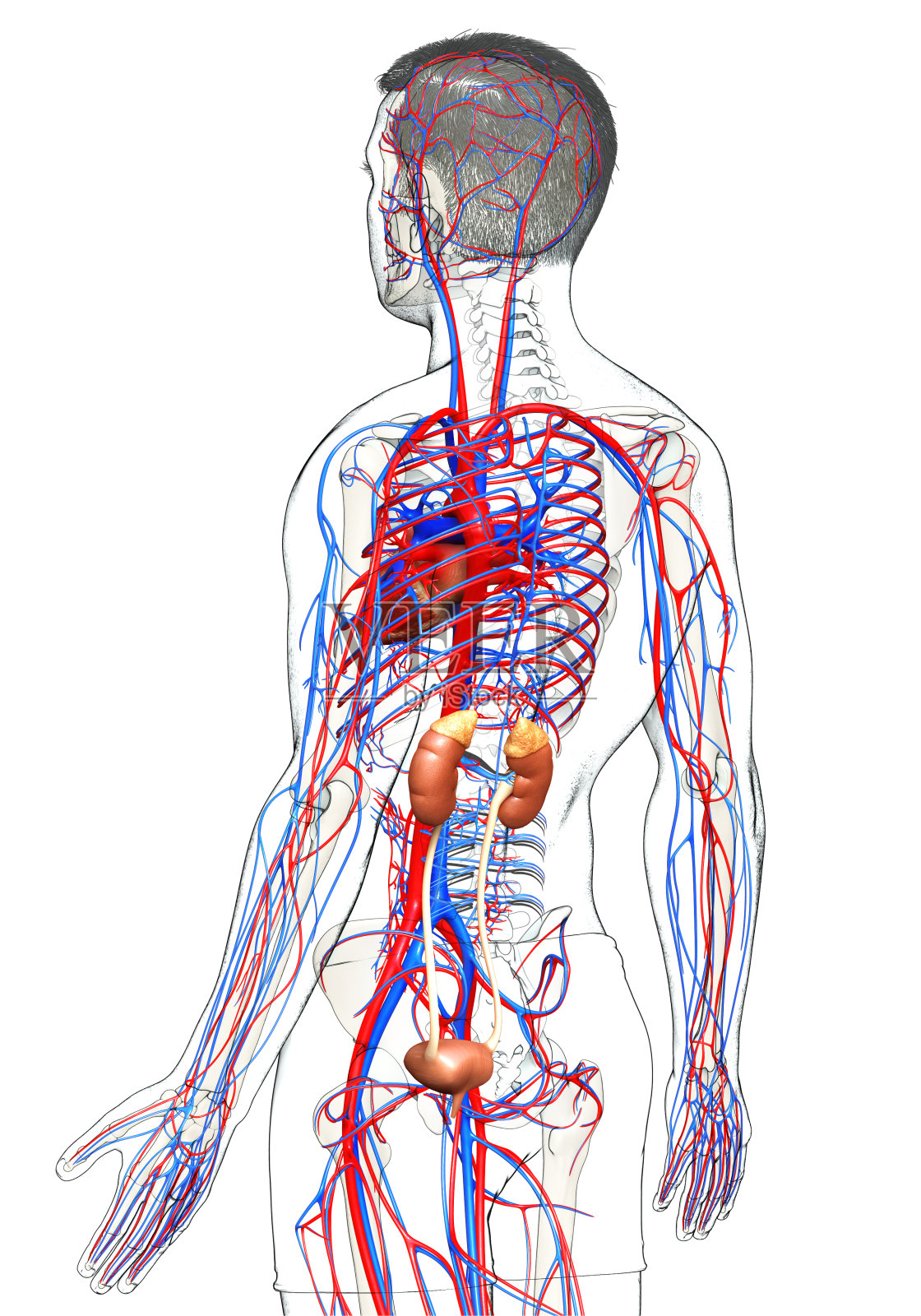 3d渲染，医学上准确的肾脏和循环系统的插图照片摄影图片