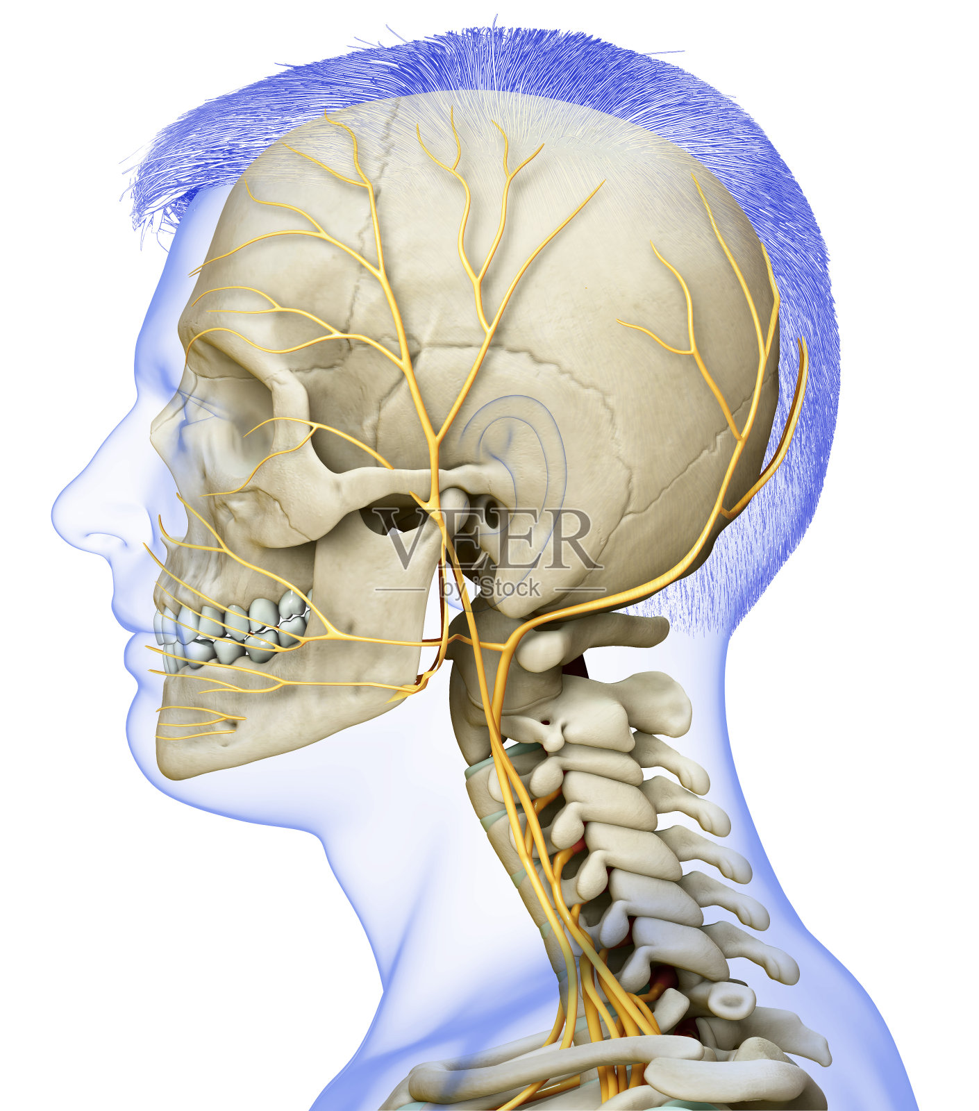 3d渲染医学上准确的男性头部神经系统和骨骼系统的插图照片摄影图片