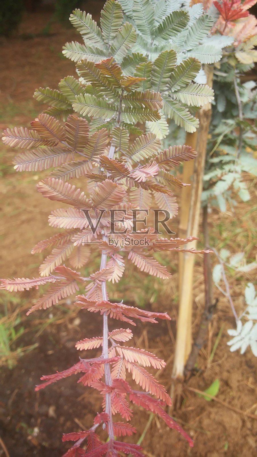 植物枝叶呈不同的灰色和红绿色照片摄影图片