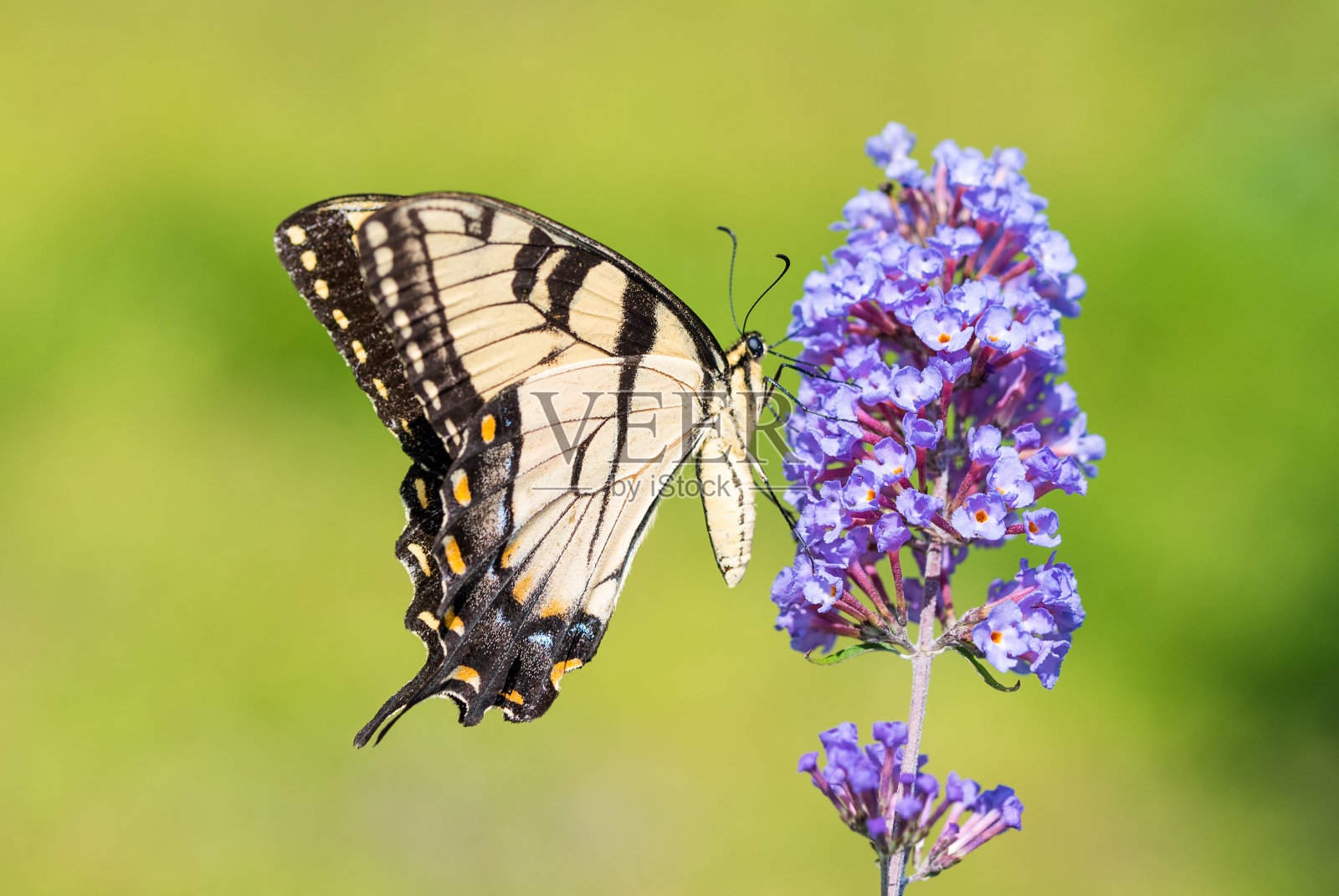 蝴蝶丛上的蝴蝶照片摄影图片