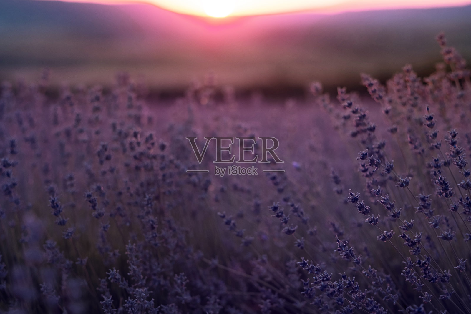 夏日日落时分的薰衣草田照片摄影图片