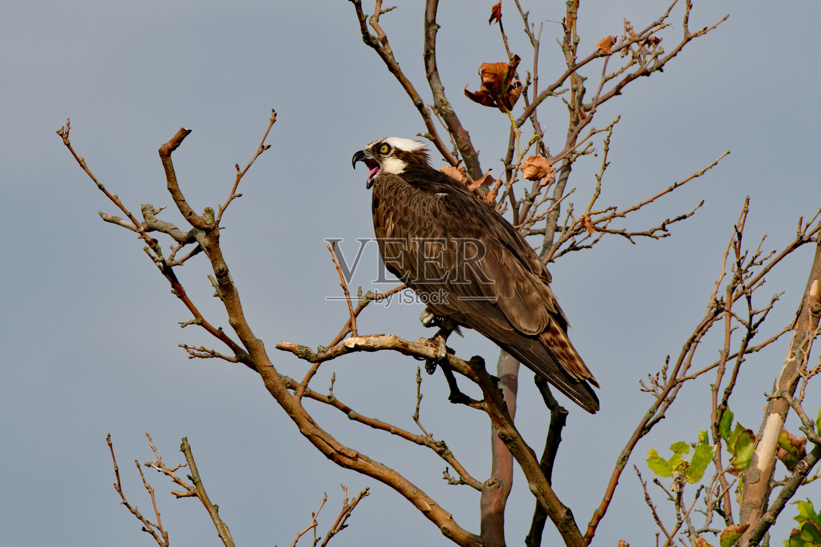 鱼鹰照片摄影图片