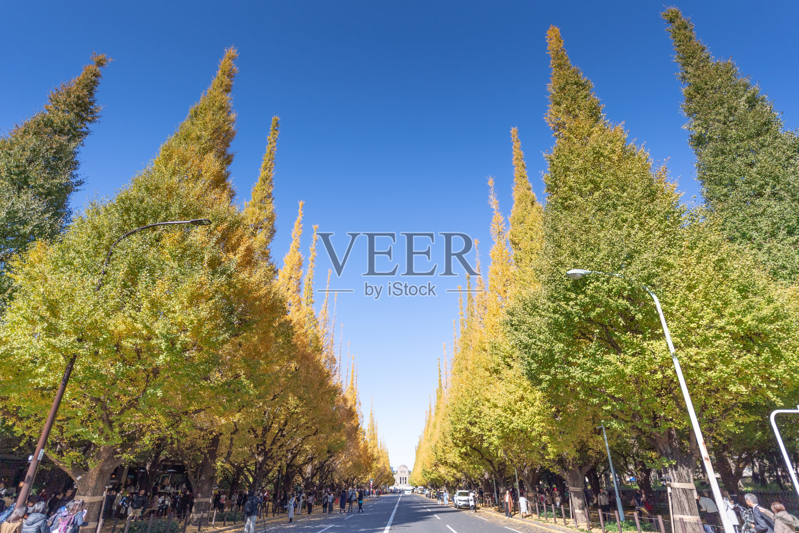 在日本东京美丽的樱花树下散步或樱花树隧道照片摄影图片