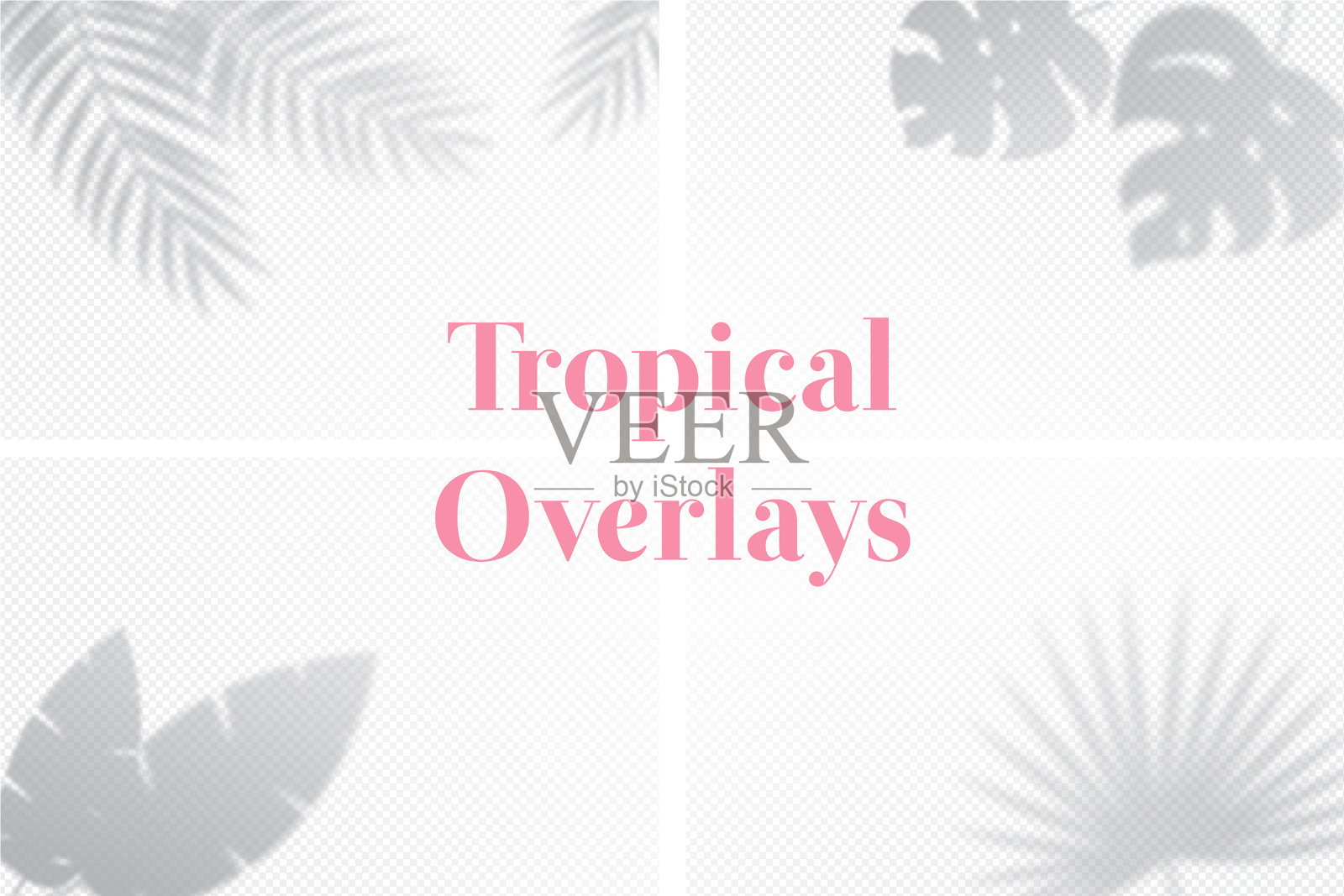 设置热带棕榈叶的阴影效果插画图片素材