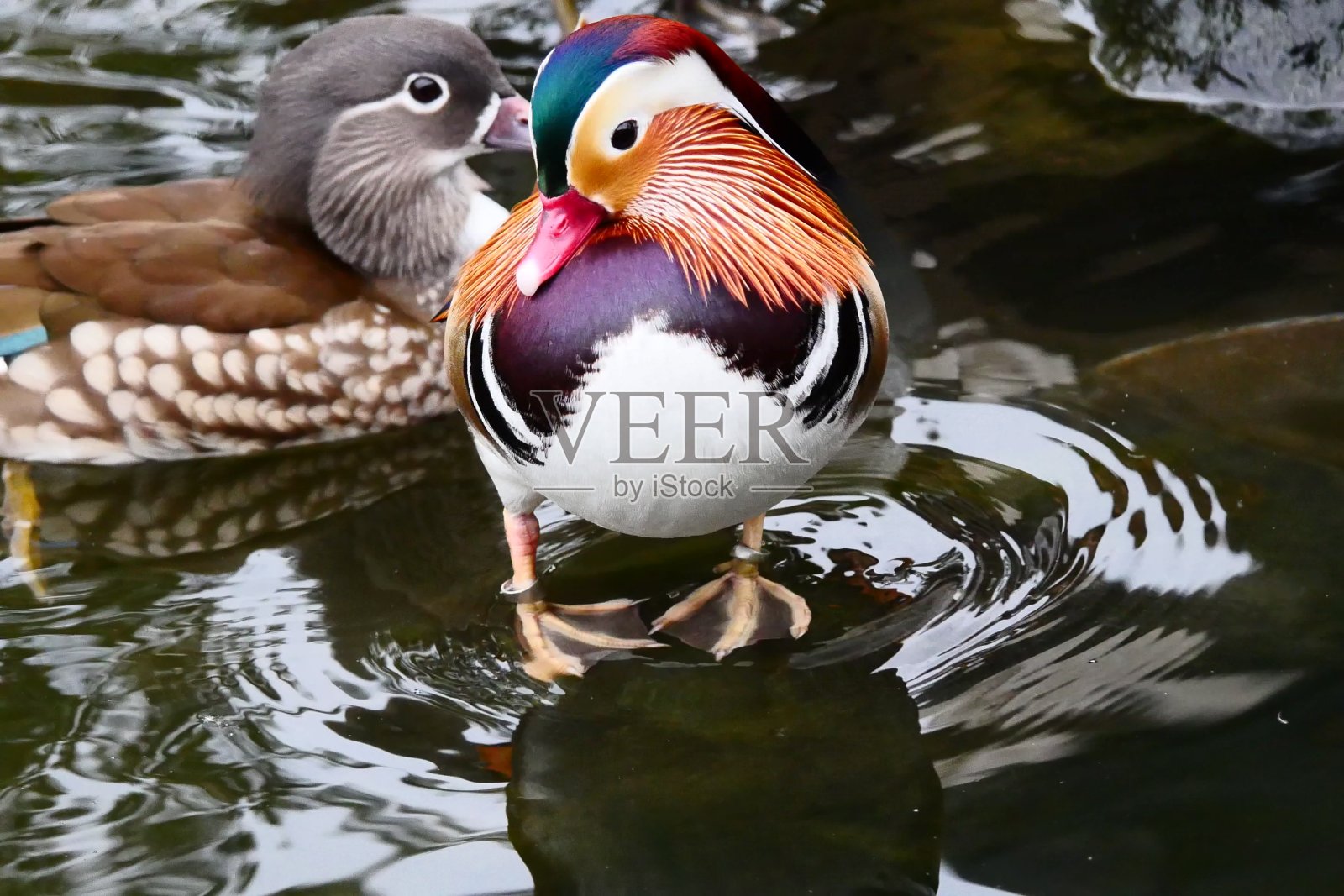 色彩斑斓的鸳鸯公清醒母在水面上游水照片摄影图片