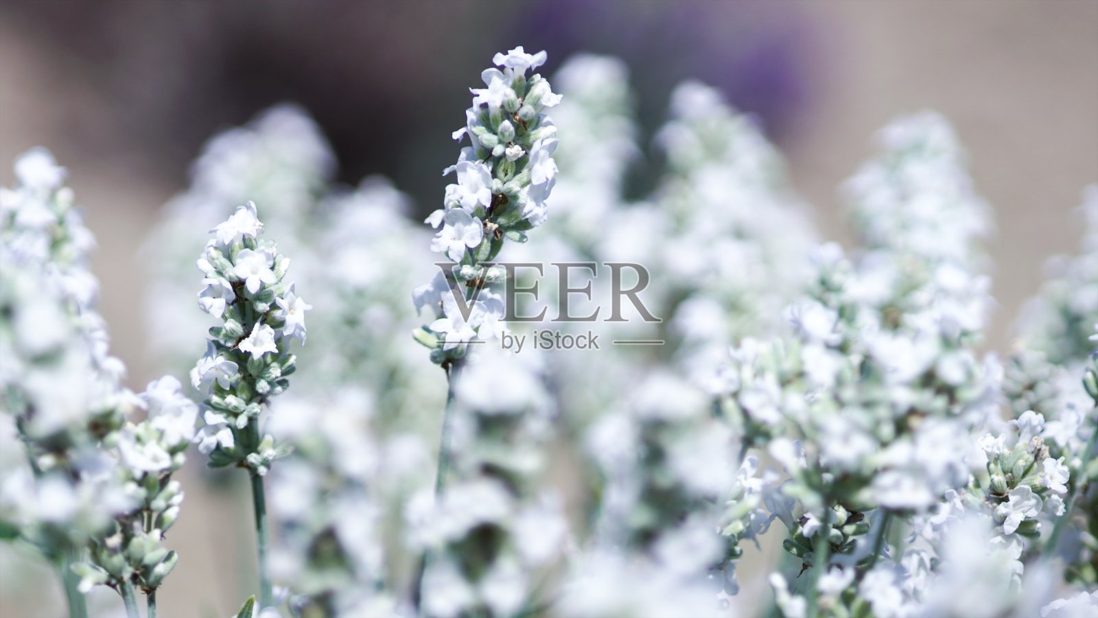 电视上播放着白色的淡紫色照片摄影图片