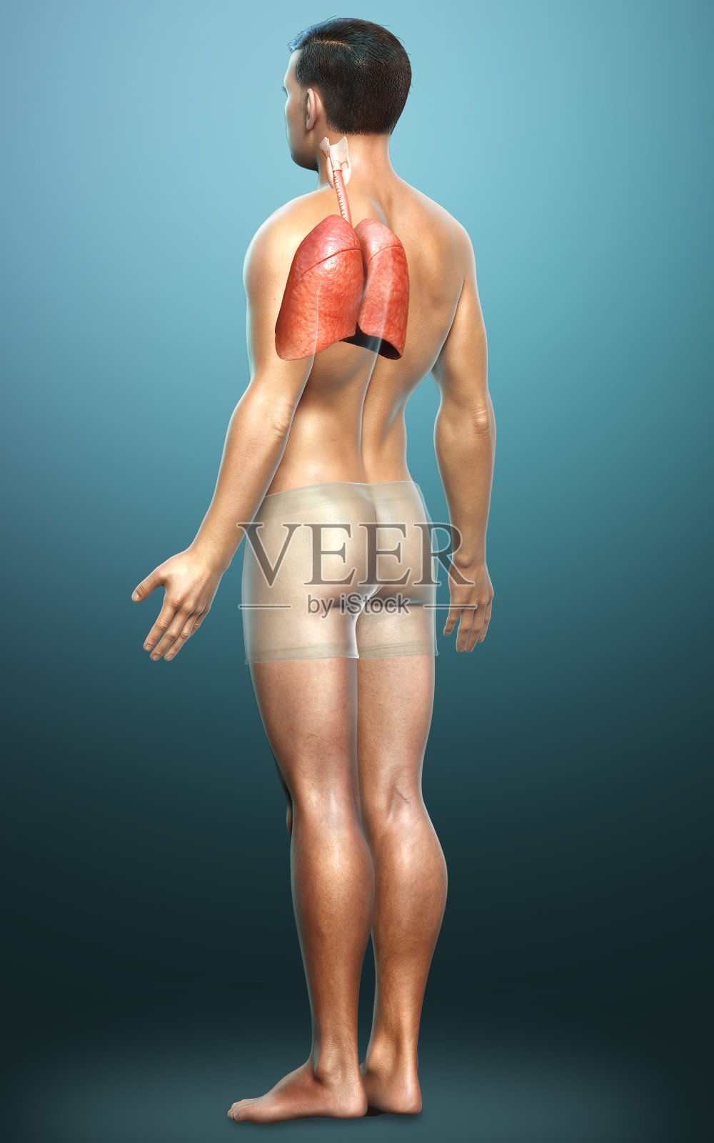 3d渲染，医学上准确的男性肺解剖的插图照片摄影图片
