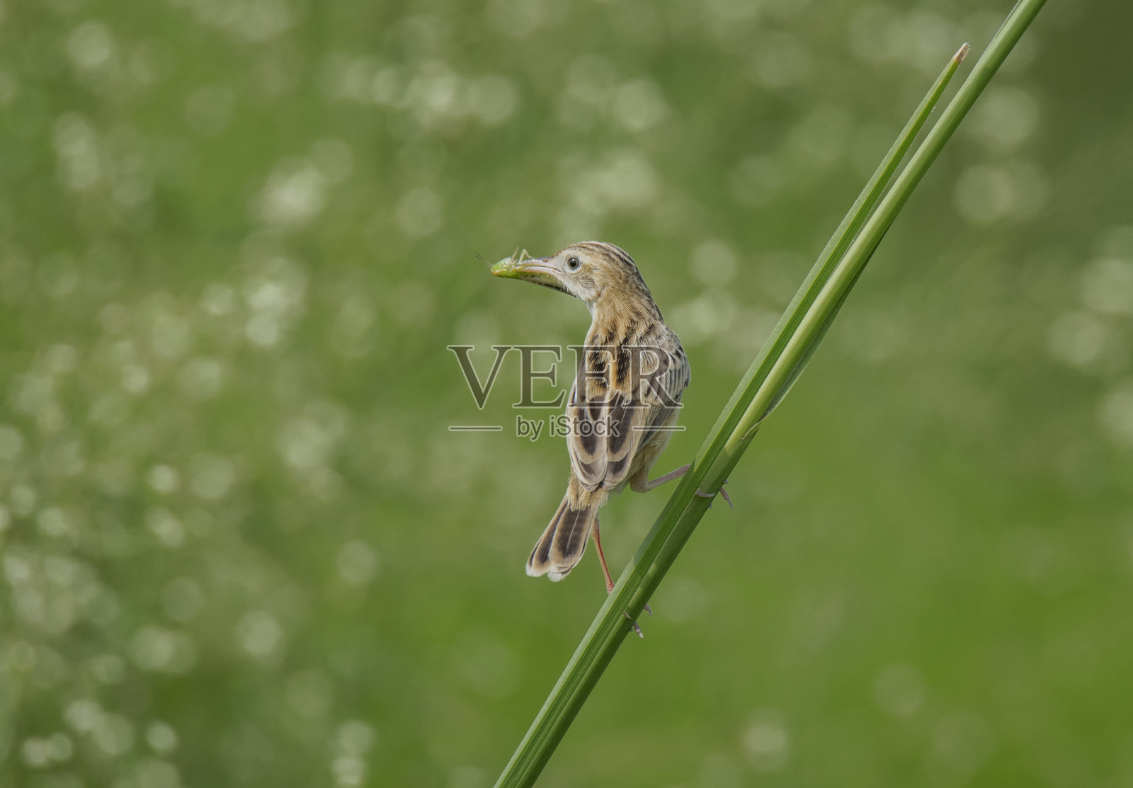 晨曦中，一只野鸟在草地上为他的雏鸟觅食。照片摄影图片