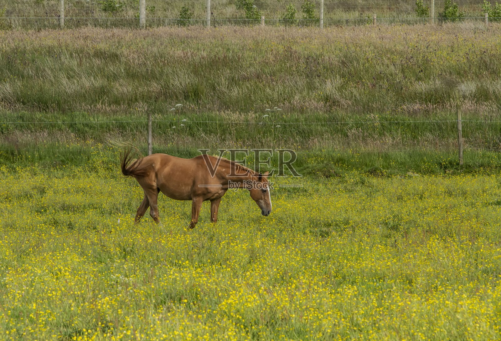 黄花田里的棕色马。照片摄影图片