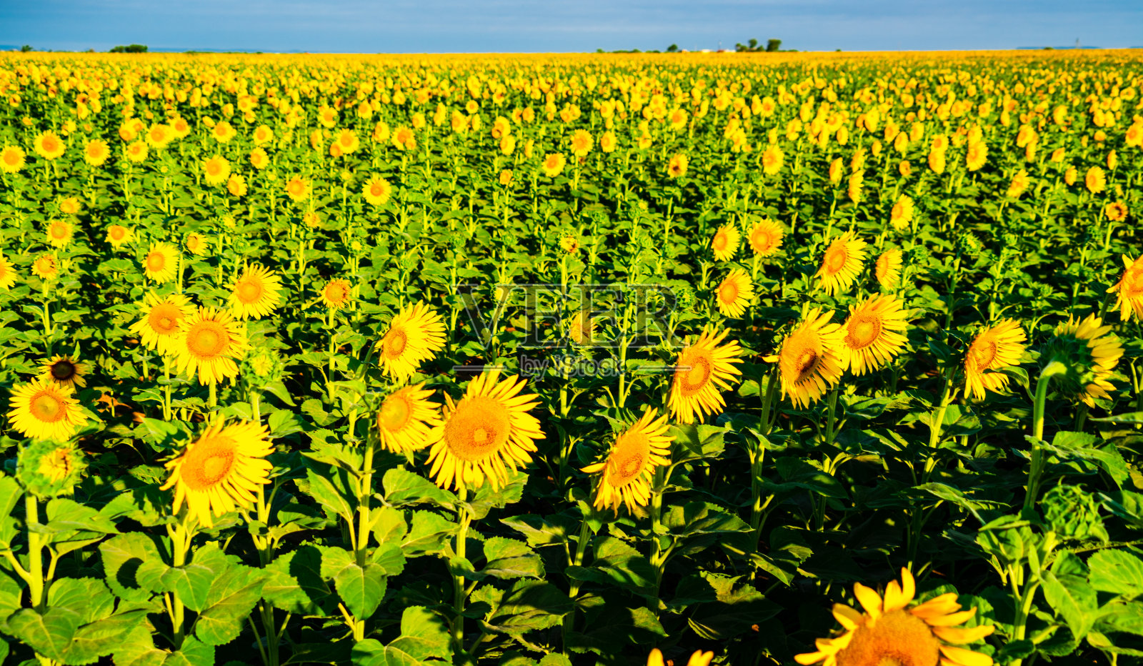 五颜六色的向日葵头挺立在一片绿意中照片摄影图片