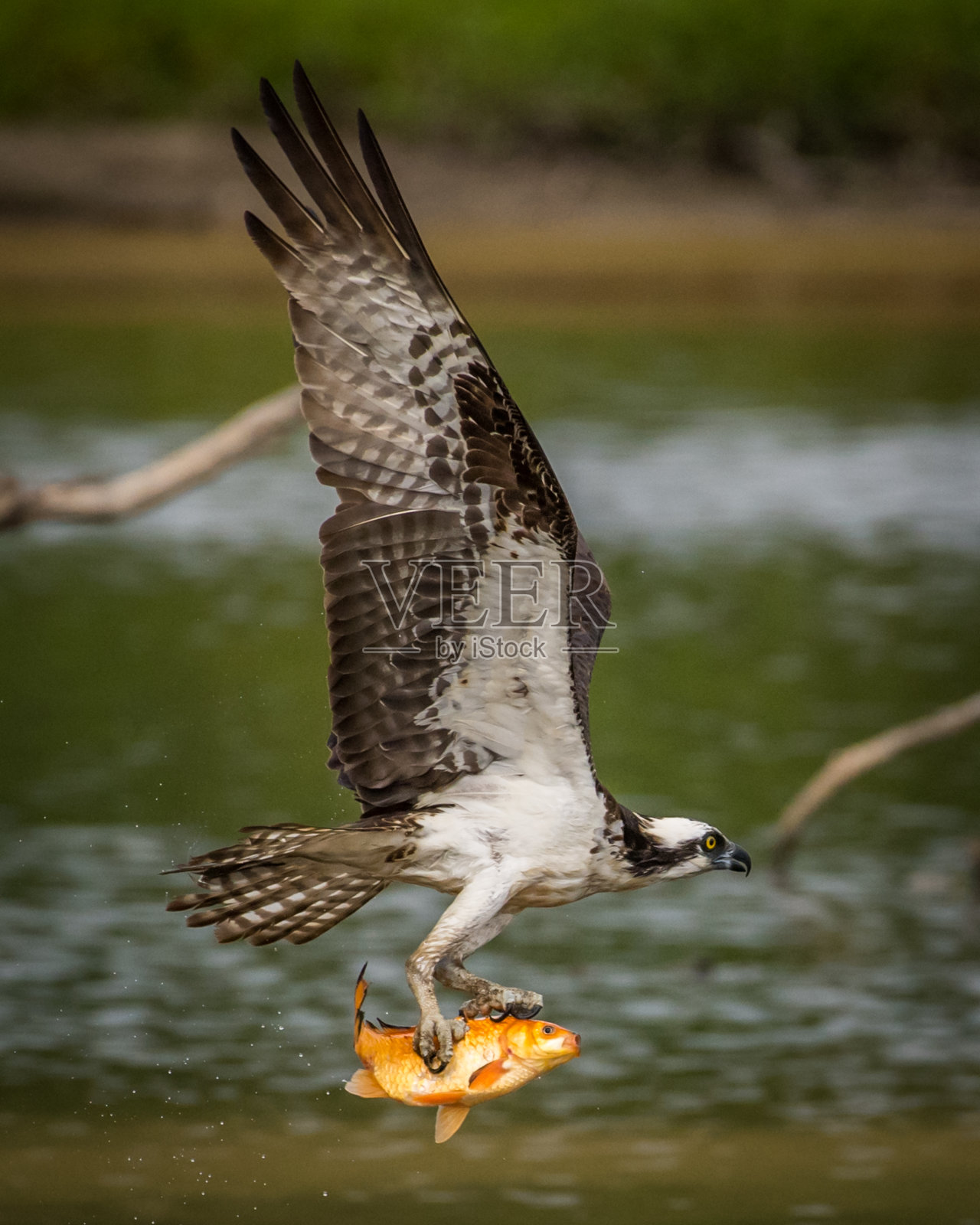 鱼鹰在飞行中寻找食物和捕捉鱼照片摄影图片