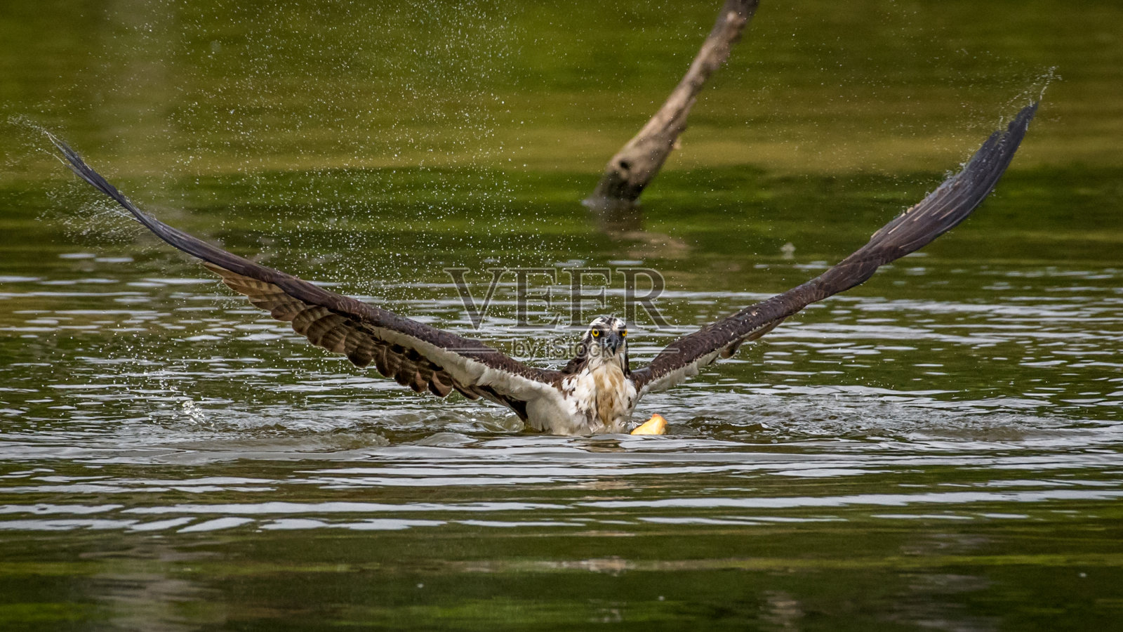 鱼鹰在飞行中寻找食物和捕捉鱼照片摄影图片