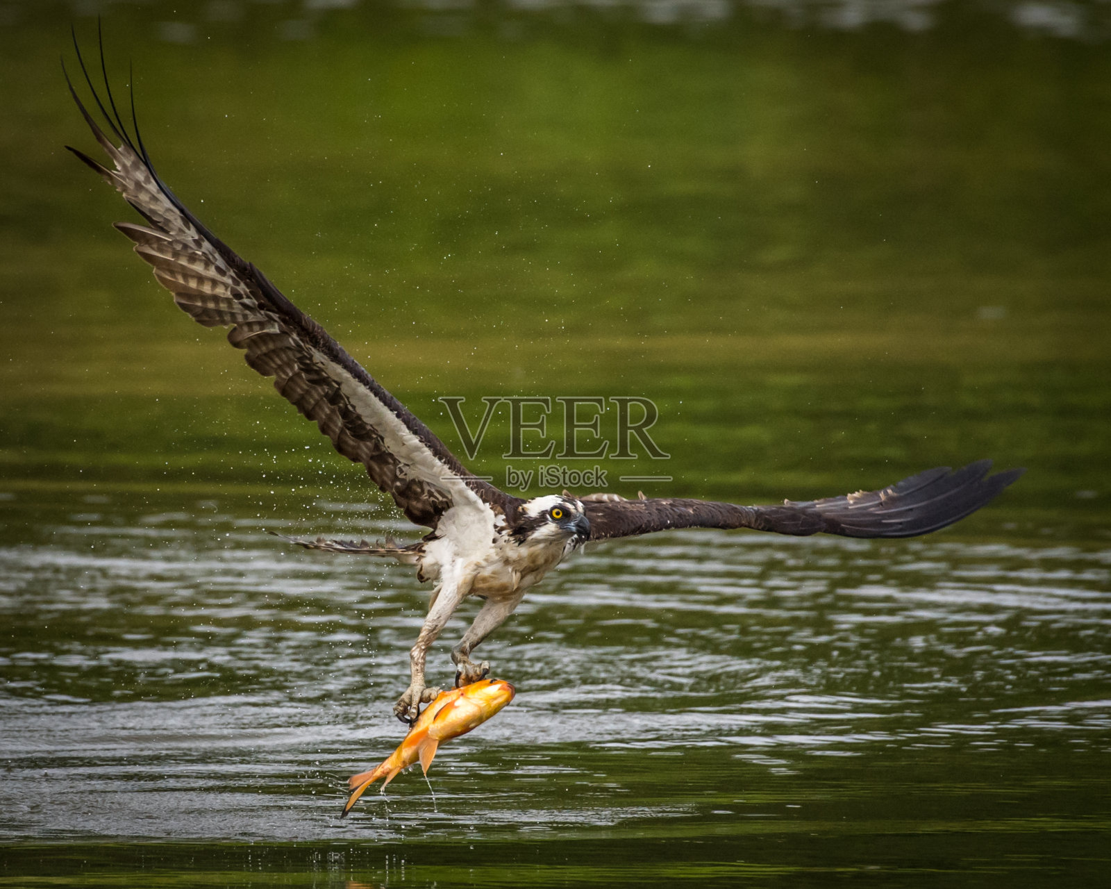 鱼鹰在飞行中寻找食物和捕捉鱼照片摄影图片