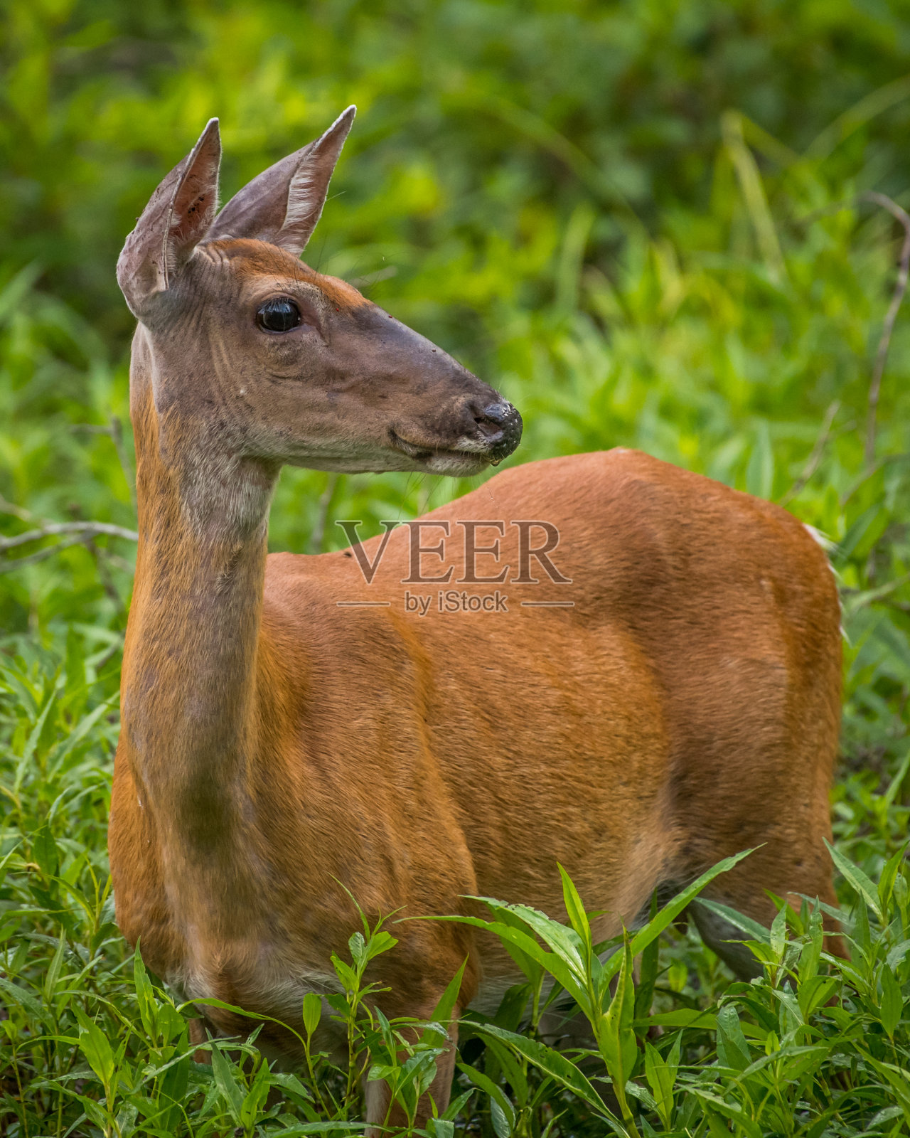 在亨特利草地公园寻找食物的鹿照片摄影图片