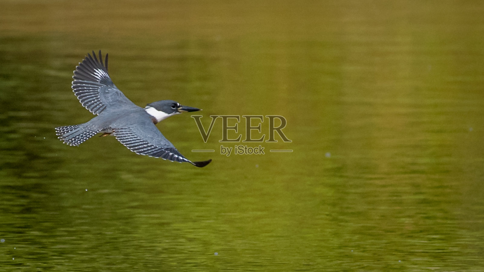 翠鸟在树枝上飞翔照片摄影图片